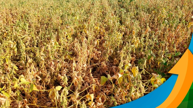 Modelos não mostram boas chuvas e RS terá 3ª menor produtividade dos últimos 10 anos com quebra estimada em 7 milhões de ton na soja