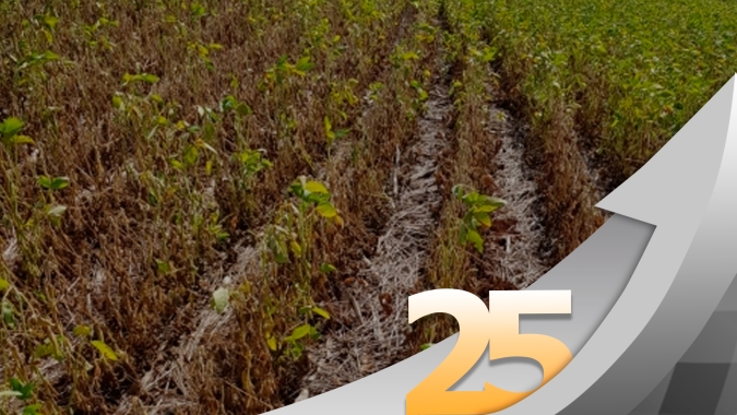 Maringá/PR  já tem perdas de 70% na soja com primeiras lavouras colhendo 10 sc/ha
