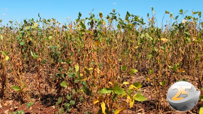 Paraná deve colher 6,9 milhões de toneladas de soja a menos do que o esperado inicialmente, aponta Aprosoja PR