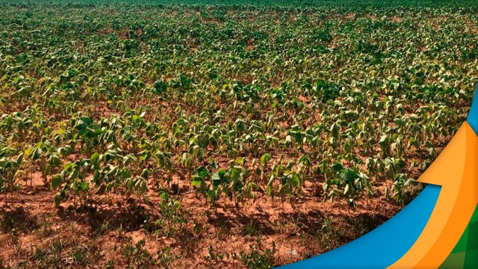 De chuva no plantio à seca no desenvolvimento, soja sofre com o clima e Goioerê/PR tem 3ª safra seguida com perdas