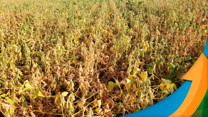 Após dezembro sem chuvas, Toledo/PR espera perda de até 30% na soja 22/23