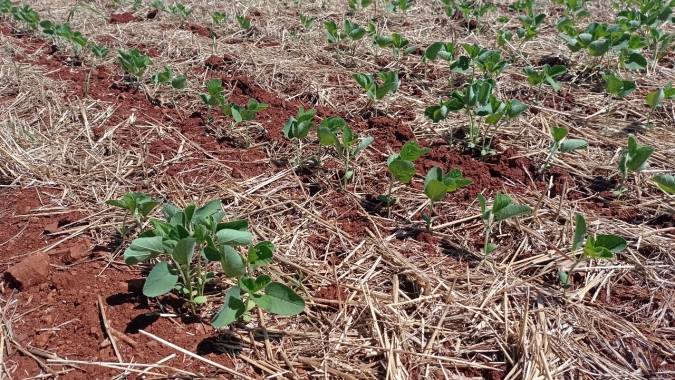 Clima dificulta avanço na semeadura da soja que chega a 93% no Rio Grande do Sul