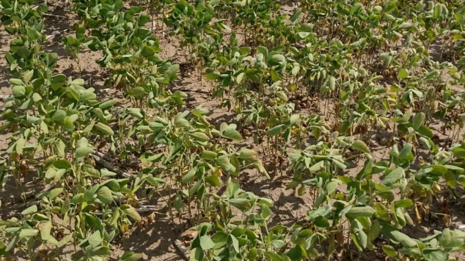 Argentina: Previsões mostram apenas chuvas pontuais e estimativas de safra seguem caindo