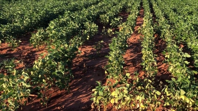 Chuvas escassas e temperaturas elevadas travam negócios com a soja na América do Sul