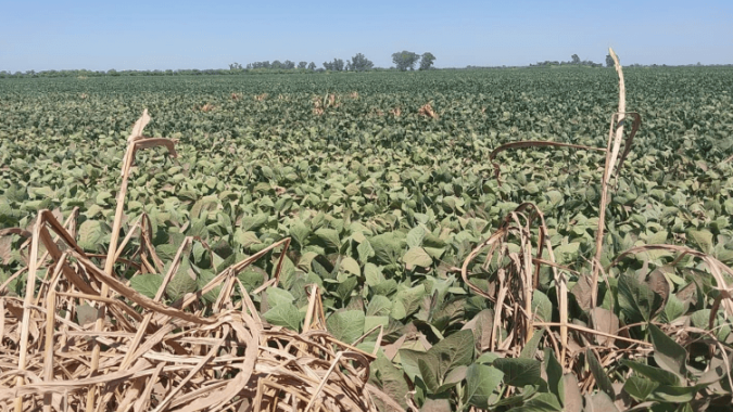 Argentina ainda sofre com onda de calor e campos de soja e milho já sinalizam perda de potencial