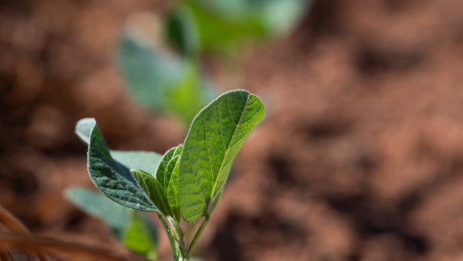 Pátria informa plantio da soja no Brasil alcançando 9,3% da área, ainda atrasado