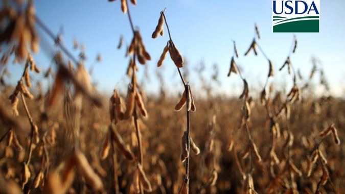 USDA informa nova venda de soja de mais de 260 mil t nesta 4ª (17)