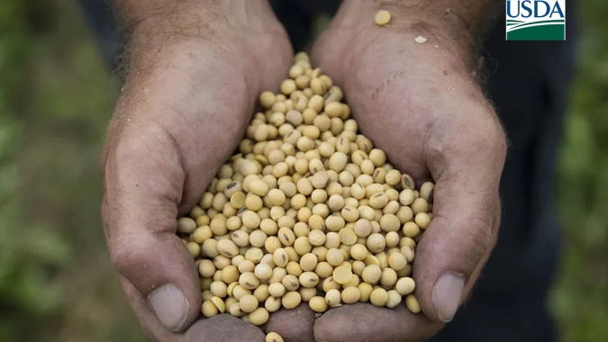 USDA informa venda de 227,2 mil t de soja para destinos 'não revelados' nesta 5ª feira