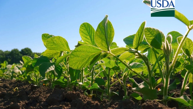 USDA traz leve redução no índice de lavouras de soja e milho em boas/excelentes condições