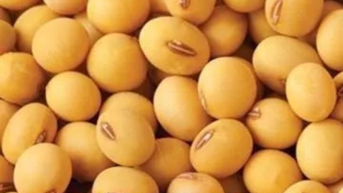 USDA informa venda de 124 mil t de soja 2023/24 nesta 3ª feira (9)