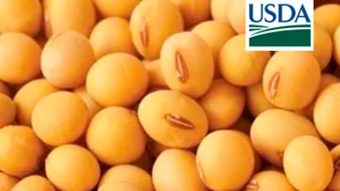 USDA reporta novas vendas para soja, óleo de soja e milho nesta sexta-feira (01)