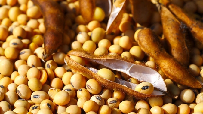 Comercialização da soja brasileira safra 2022/23 alcança 80,7% da produção esperada, aponta DATAGRO Grãos