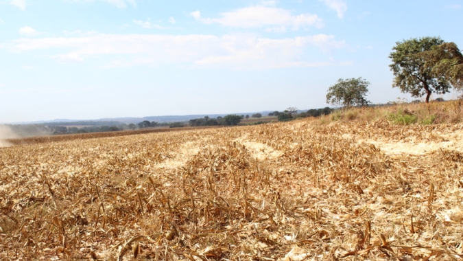 Fim do vazio sanitário em MT: El Niño aumenta atenção para início do plantio de soja após