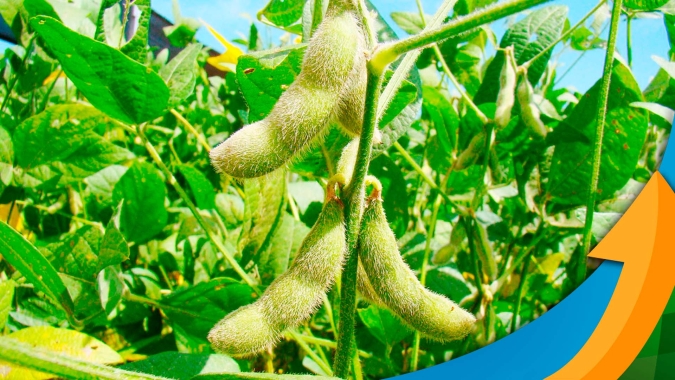 Projeções da safra de soja em SC melhoram em função de um clima melhor, mas produtividade será menor que o ciclo anterior, diz Enori Barbieri