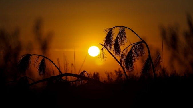 Onda de calor na UE ameaça perspectivas para oleaginosas, diz Expana