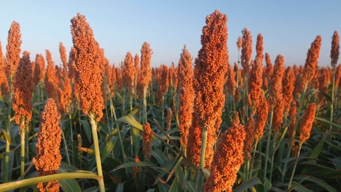 Sorgo ganha mercado, supera milho em preço e pode colocar Brasil entre os líderes globais da cultura
