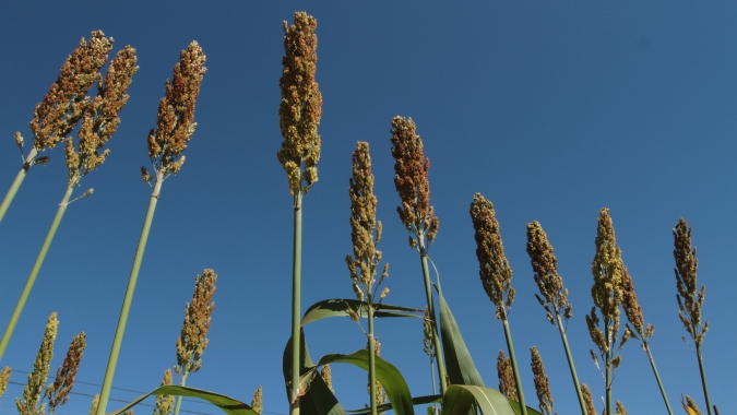 Plantio de sorgo deve crescer mais de 11% em 2026, mas há demanda para tudo isso?