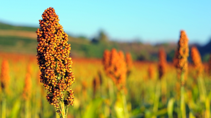 Safra de sorgo 2024/25 começa a ser plantada em todo país; grão está presente na alimentação humana e animal e no biocombustível
