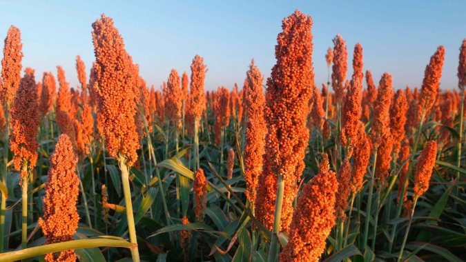 Exportação de sorgo do Brasil ganha ritmo em agosto com impulso da China