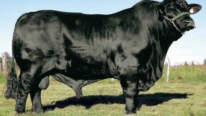 Produção e exportação de sêmen bovino crescem com força no primeiro trimestre