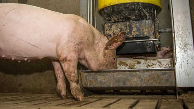 Produção de ração animal na França cresce 1,1% em 2025, mas setor suíno registra retração