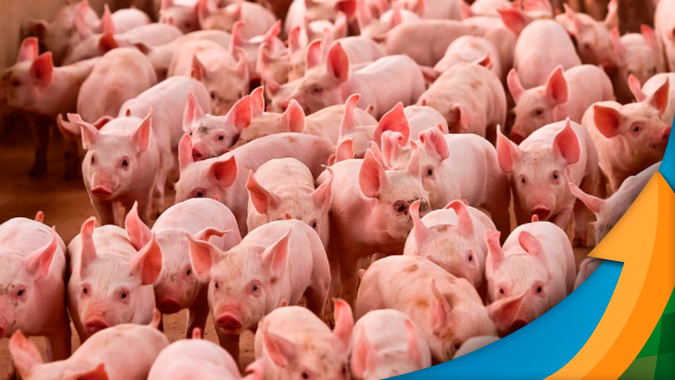 China renegociar preços da carne suína brasileira é menos preocupante do que reduzir volumes, diz especialista