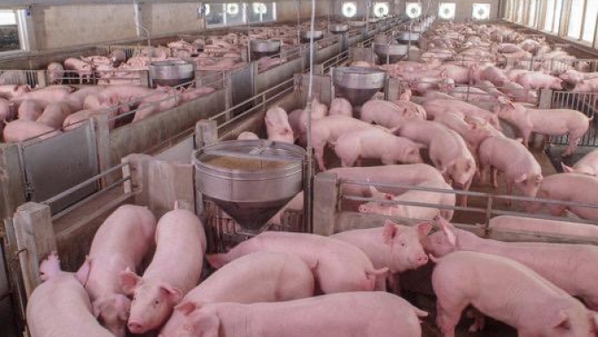 Volume exportado de carne suína alcança 31,9 mil toneladas na segunda semana de agosto/24