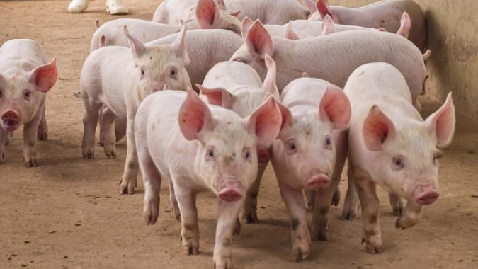Suinocultura independente: preços do animal vivo vão em direções diferentes nas principais praças comercializadoras