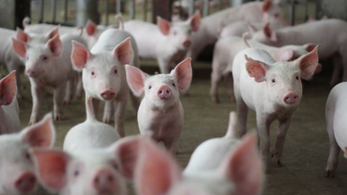 Projeto aposta em suplementos naturais para substituir antibióticos na suinocultura