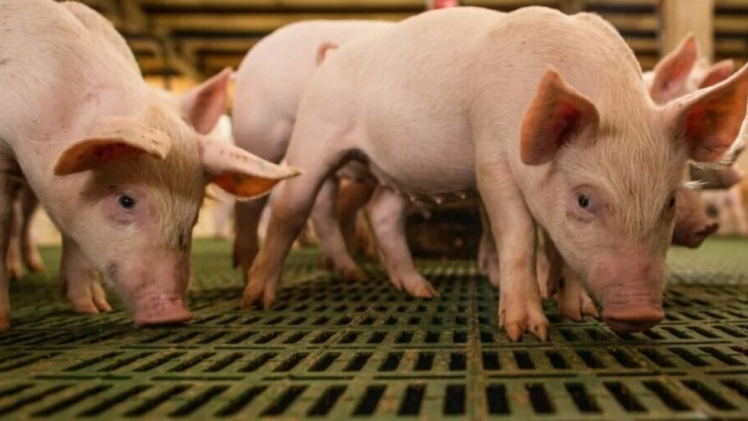 Produtores alemães pedem ao governo por R$ 1,2 bi anuais em bem-estar de porcas