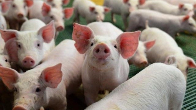 Brasil amplia espaço na exportação de carne suína e precisa manter eficiência, diz diretor da PIC na Suinfair