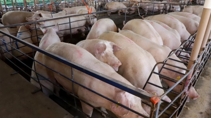 Suinocultura em Mato Grosso do Sul cresce 50% e recebe mais de R$ 300 milhões em incentivos