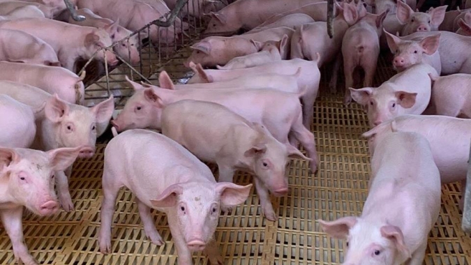 Suínos/Cepea: Vivo renova máxima nominal