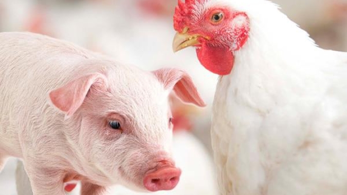 Exportações de proteínas animais avançam em maio com liderança da carne de frango