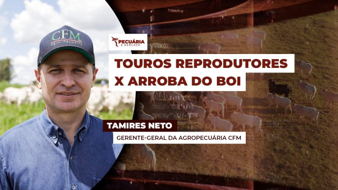 Temporada de tourinhos melhoradores está começando diante de um cenário incerto para os preços do boi gordo