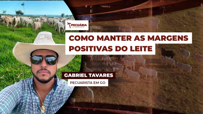 Como a pressão sobre arroba do boi gordo tem impactado no mercado de reposição