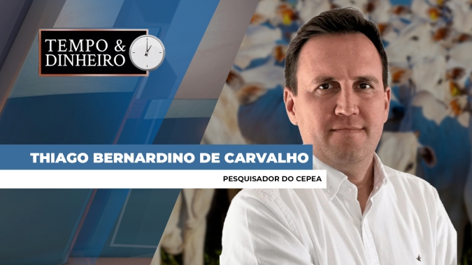 Boi gordo tem oferta baixa e mercado cauteloso. O que está acontecendo? Thiago Bernardino analisa