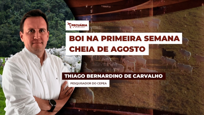 Semana começa com perspectivas positivas para o boi gordo diante da recente reação do mercado com alta da arroba e da carne