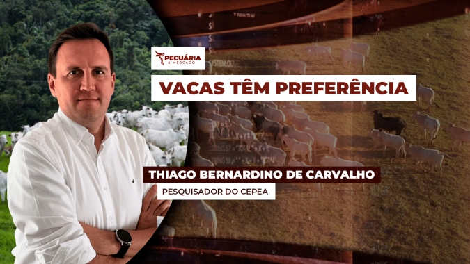 Comercialização de animais segue lenta e os poucos negócios que acontecem são feitos com vacas