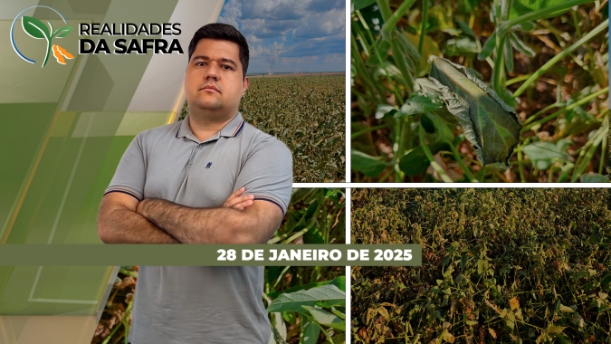 Bahia espera grande safra de soja, mas resultados estão limitados no interior de São Paulo