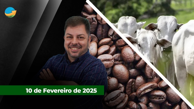 Café arábica sem limites, tem novo recorde em NY com março a US$4,30/lbp; mercado do boi esfria com aumento de oferta e vendas estáveis de carne