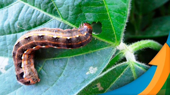 Aumenta incidência de Lagarta Spodoptera nas lavouras de soja , revela pesquisa. Cuidados para este ano devem ser redobrados