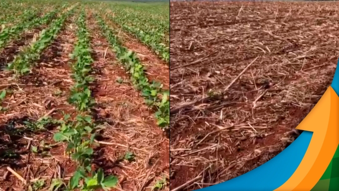 Após germinarem bem, lavouras de soja sofrem com chuva e vento em Dr. Camargo/PR