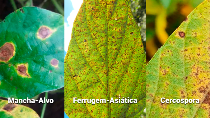 Em ano de safra recorde mas de custos elevados, proteção das plantas deve ser conciliada com boas práticas agrícolas