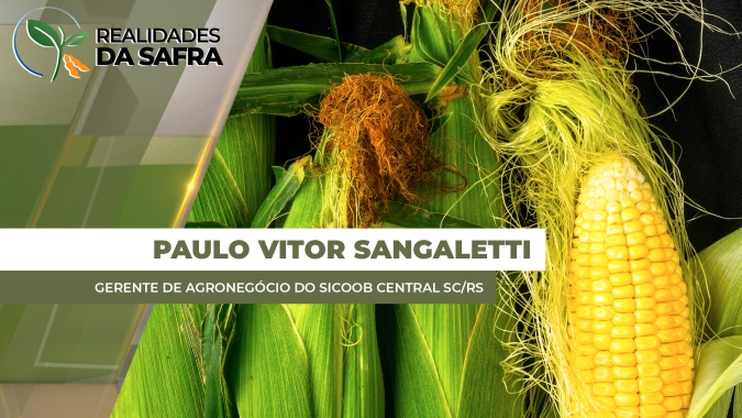 Santa Catarina registra média de produtividade de 204 sc/ha para o milho verão 25/26
