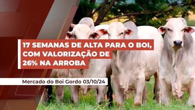 Arroba do boi completa 17 semanas seguidas de alta  e mercado futuro já sinaliza para ganhos de mais 5% até o final do ano
