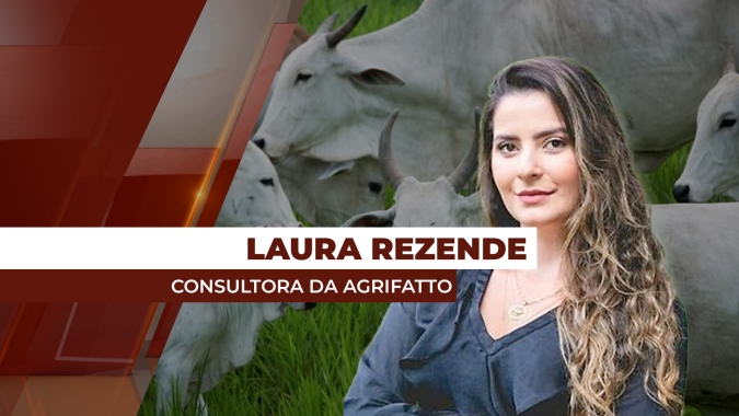 Exportações de carne bovina ajudam a sustentar o preço da @ e consultora fala em volume 15% maior embarcado neste mês