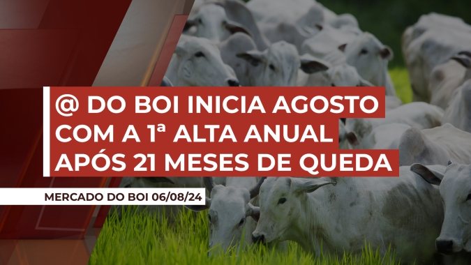 Arroba do boi inicia agosto com a primeira alta anual depois de 21 meses seguidos de queda; sinal de recuperação?