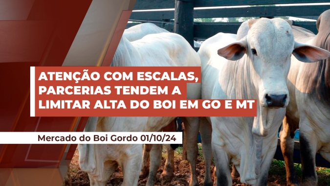 Parcerias com confinamento e boitéis limitaram alta do boi gordo em MT e GO em setembro; tendência permanece para outubro