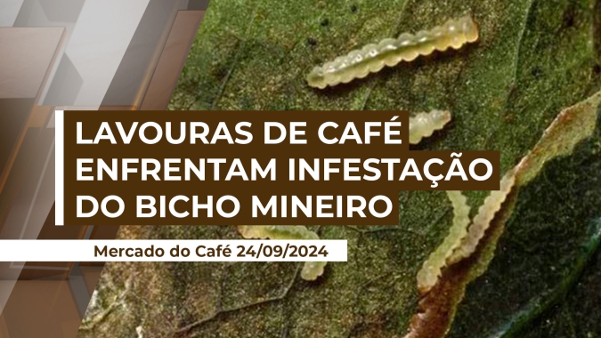 Cafezais da região da Alta Mogiana sofrem infestação do bicho mineiro